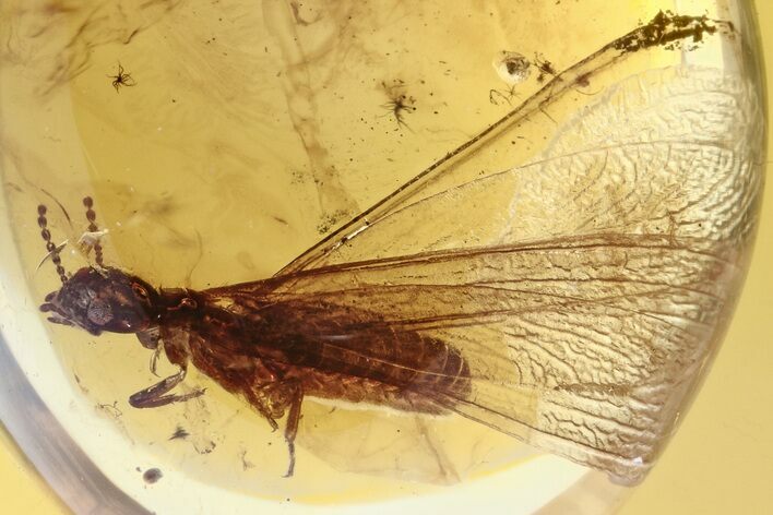 Detailed Fossil Winged Termite (Isoptera) In Baltic Amber #275509